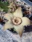 Preview: Orbea ciliata